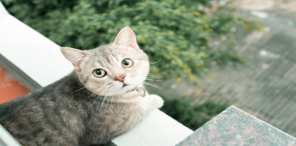 Chú mèo tên Bư nổi tiếng trên MXH bất ngờ qua đời khiến cư dân mạng tiếc nuối